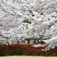 桜とベニカナメ
