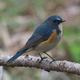 野鳥観察日記　ルリビタキ