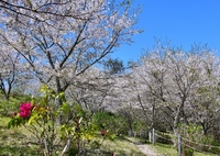 葉桜になる