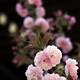 八重桜