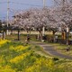 春の散歩道