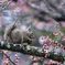 開花前の桜と