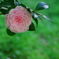 Pink Camellia