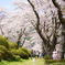 富士霊園の桜