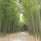 竹の森