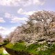 拝啓 清明の候 桜6