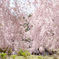 埋め尽くす桜色の世界