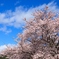 青空を仰ぎ見る桜