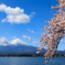 富士山と桜 ようやく雲が(^-^;