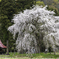 おしら様のしだれ桜