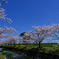 曇川緑道公園桜並木２