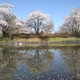 映り込む桜トリオ（4月13日）