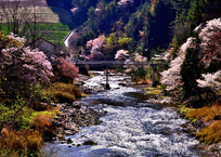 渓流の桜