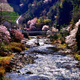 渓流の桜