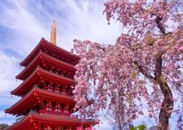 五重塔と枝垂れ桜【8,000枚達成】
