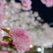 夜桜