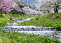 観音寺川の桜