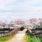 桜道