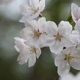 散歩道の桜