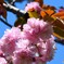 卯月の桜～xix