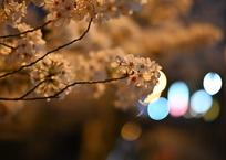 夜桜　石和温泉にて