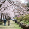 富士霊園の桜 3