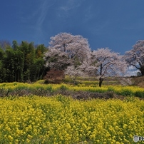 菜の花畑とさくら