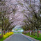 桜のトンネル