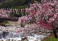 川端の花桃