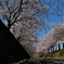 曇川緑道公園河畔からの桜並木１