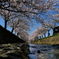 曇川緑道公園河畔からの桜並木２
