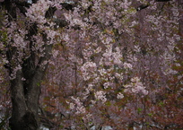 cherry blossom waterfall