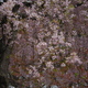 cherry blossom waterfall