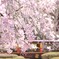 間藤の枝垂桜