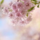 名残の桜