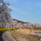 夏井千本桜