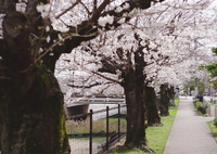桜の小径②