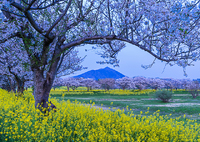 母子島遊水池から