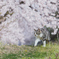 桜の散歩道