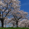 曇川緑道公園満開の桜１