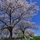 曇川緑道公園満開の桜２