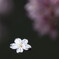 桜散花