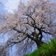 麻績の里石塚桜