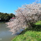 水際の山桜