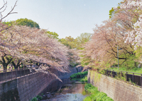 河川敷と桜