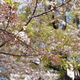葉桜の残り花
