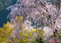 龍珠院の枝垂れ桜