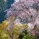 龍珠院の枝垂れ桜