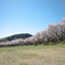 桜堤の続く