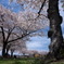 中尾親水公園の桜並木１